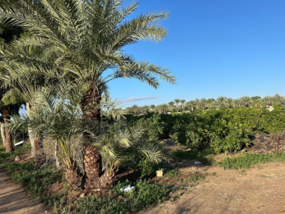 Casa rústica en Venta - Albatera