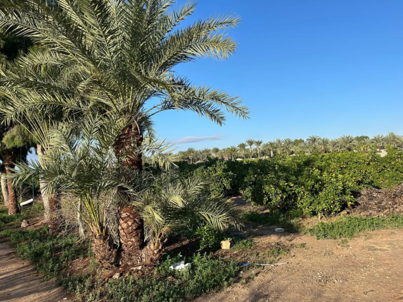 Casa rústica en Venta - Albatera